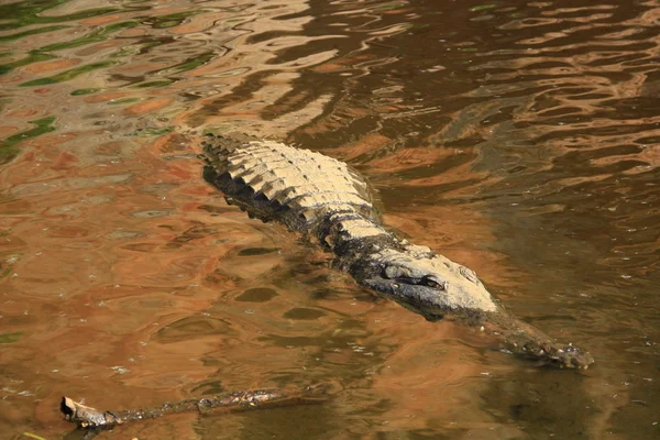 Krokodil, Nt, Australië — Stockfoto