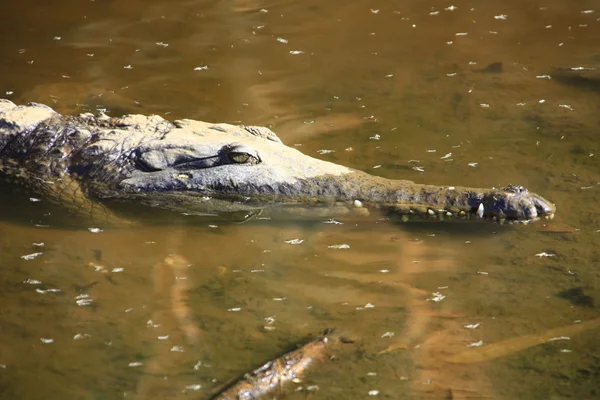 Crocodile, NT, australie — Photo
