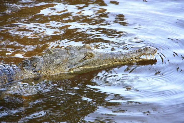Crocodile, NT, australia — Stock Photo, Image