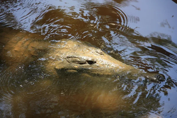 Crocodile, NT, australia — Stock Photo, Image