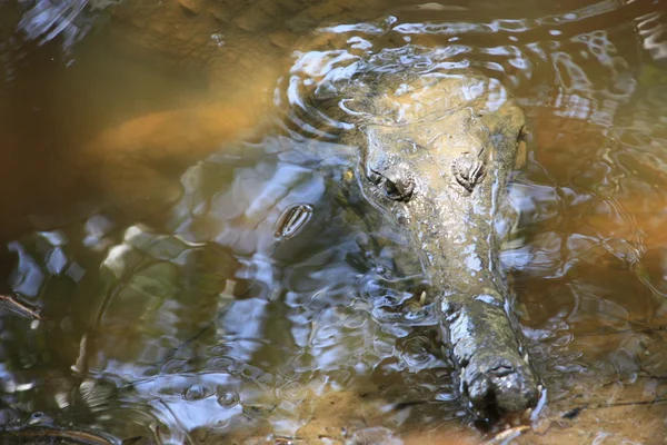 Crocodile, NT, australia — Stock Photo, Image