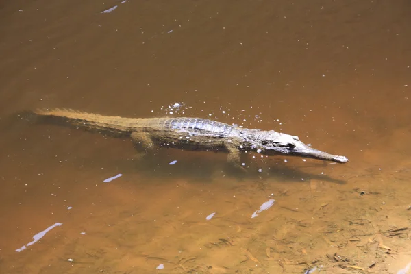 Krokodil, Nt, Australië — Stockfoto