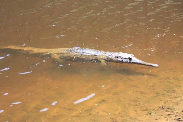 Krokodil, Nt, Australië — Stockfoto