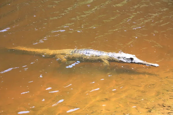 Krokodil, Nt, Australië — Stockfoto