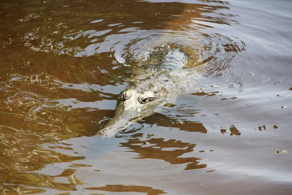 Krokodil, Nt, Australië — Stockfoto