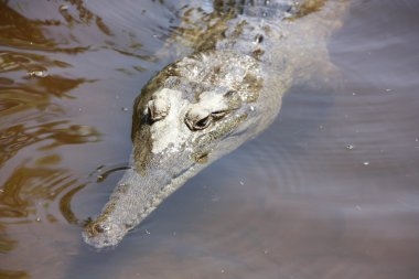 Timsah, Nt, Avustralya