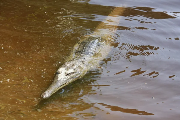 Krokodil, Nt, Australië — Stockfoto