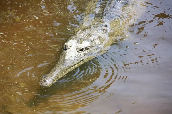 Crocodile, NT, australie — Photo