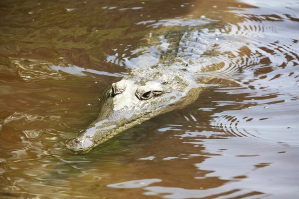 Crocodile, NT, australia — Stock Photo, Image