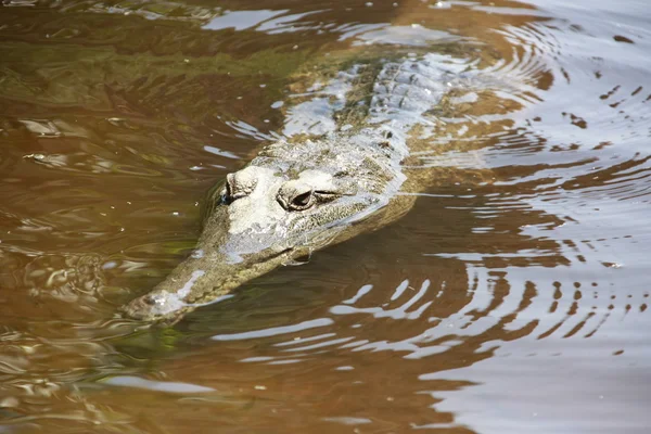 Crocodile, NT, australie — Photo