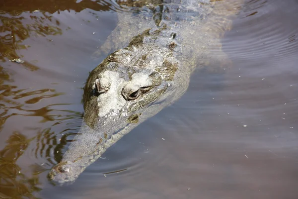 Crocodile, NT, australie — Photo