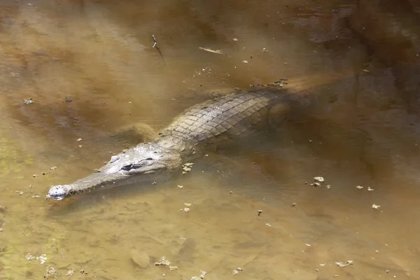 Crocodilo, NT, austrália — Fotografia de Stock