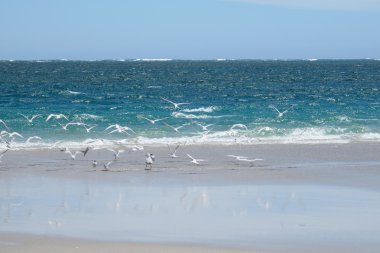 Coral Bay, Batı Avustralya