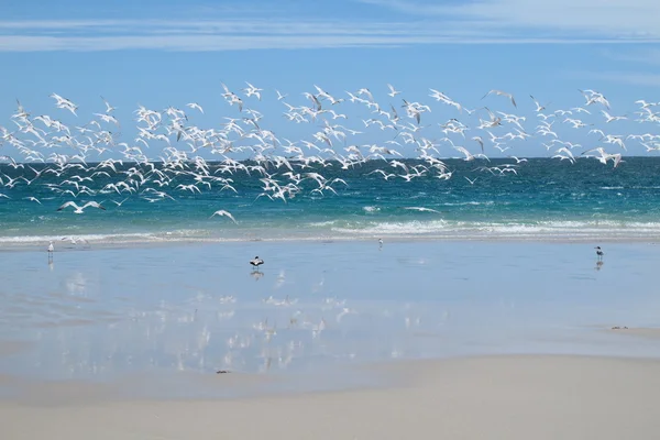 Coral Bay, Australie occidentale — Photo
