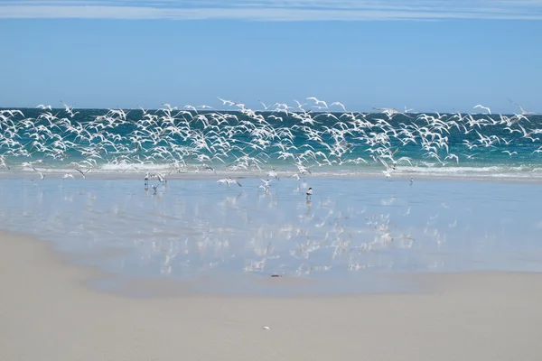 Coral Bay, Western Australia — Stock Photo, Image