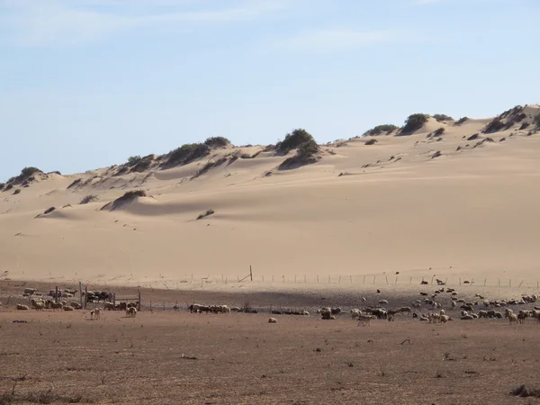 Gnaraloo Station, Australia Occidentale — Foto Stock