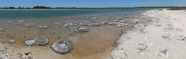 Stromatoliti - Shark Bay Patrimonio dell'Umanità — Foto Stock
