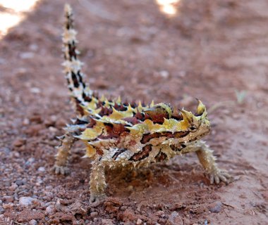 dikenli şeytan, Avustralya