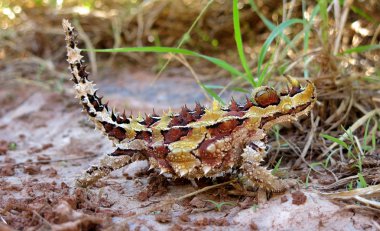 dikenli şeytan, Avustralya