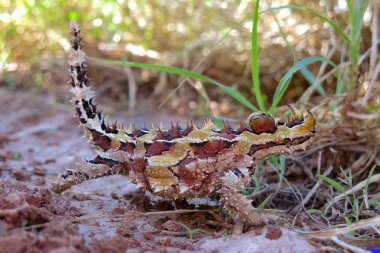 dikenli şeytan, Avustralya