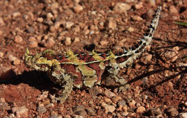 thorny devil, Australia clipart