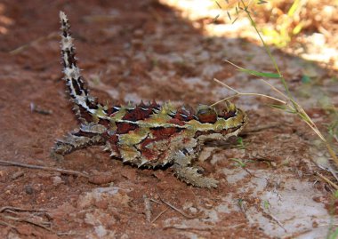 dikenli şeytan, Avustralya