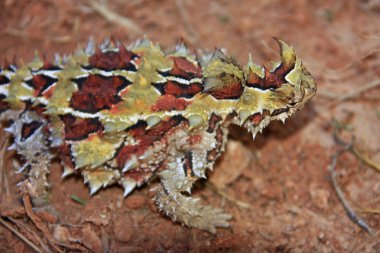 dikenli şeytan, Avustralya