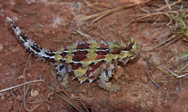 dikenli şeytan, Avustralya