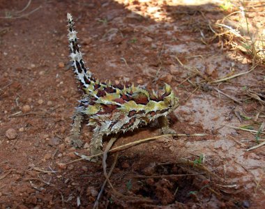dikenli şeytan, Avustralya