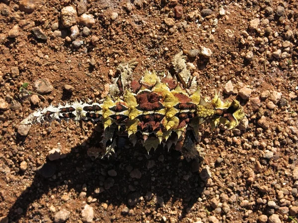 Dikenli şeytan, Avustralya — Stok fotoğraf