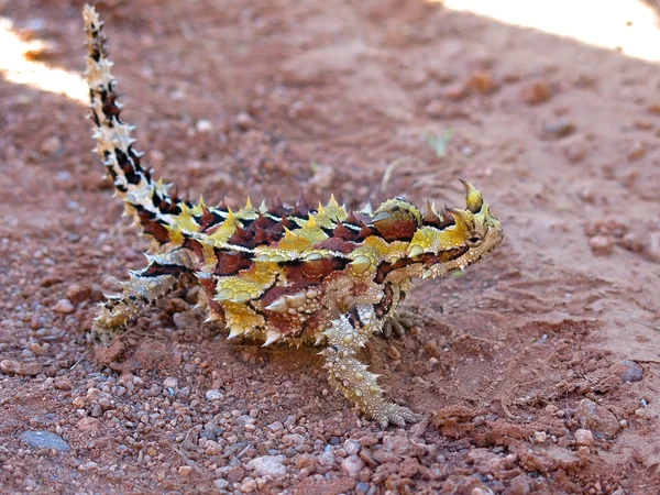 Thorny devil, Austrália — Fotografia de Stock