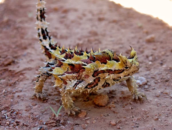 Taggiga djävulen, Australien — Stockfoto