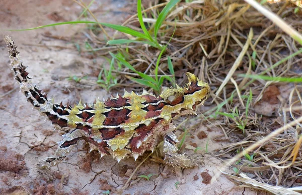 Dorniger Teufel, Australien — Stockfoto