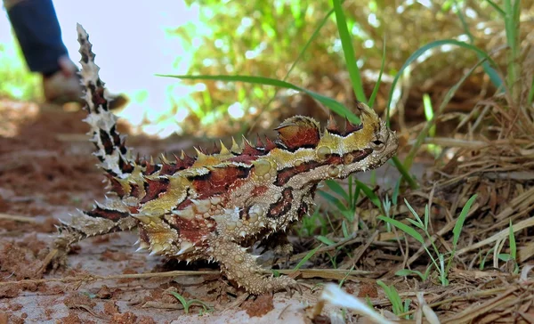 Dorniger Teufel, Australien — Stockfoto