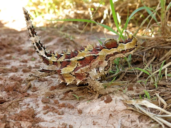 dikenli şeytan, Avustralya