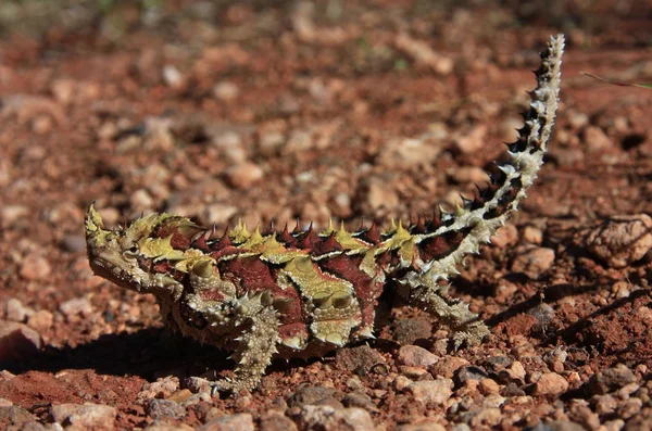 Dorniger Teufel, Australien — Stockfoto