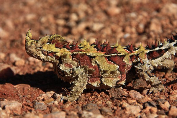 thorny devil, Australia