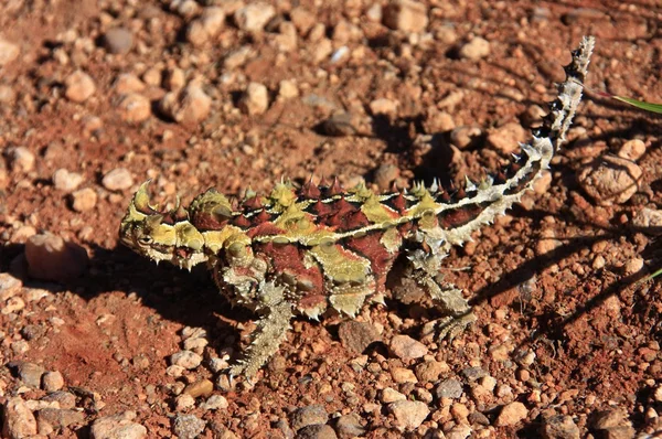 Taggiga djävulen, Australien — Stockfoto