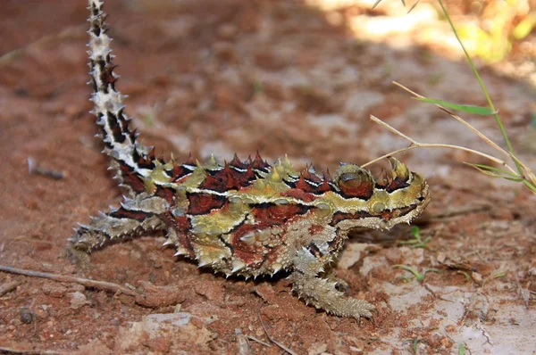 Thorny devil, Austrália — Fotografia de Stock