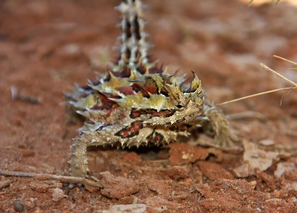 Netelige duivel, Australië — Stockfoto