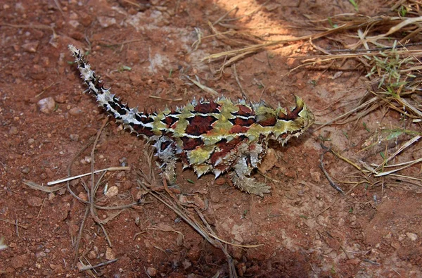 Diavol spinos, Australia — Fotografie, imagine de stoc