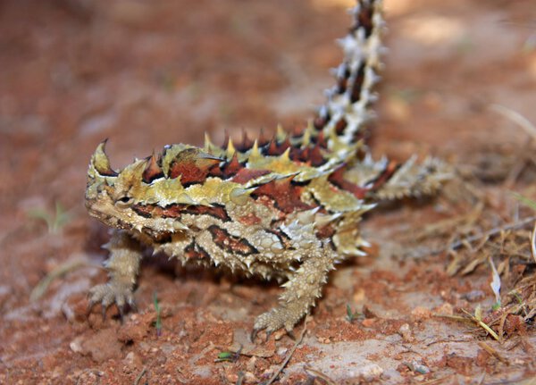 thorny devil, Australia
