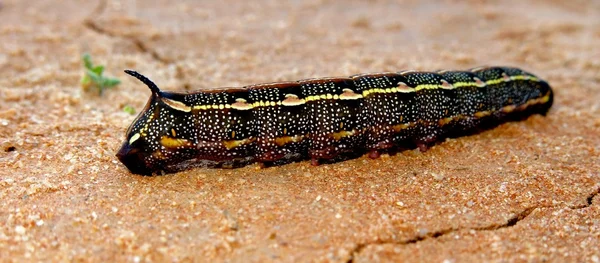 Kammern Säule, Northern Territory, Australien — Stockfoto