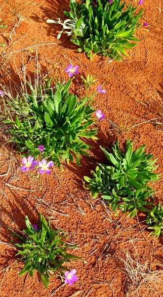 Chambers pilíř, Severní Territory, Austrálie — Stock fotografie