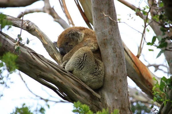 Koala — Stockfoto