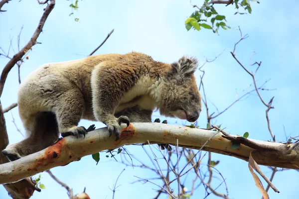 Koala — Stockfoto