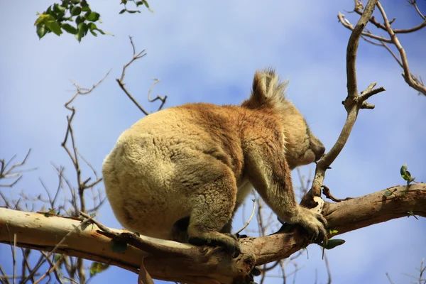 Koala — Stockfoto