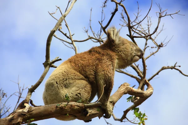 Koala — Stockfoto