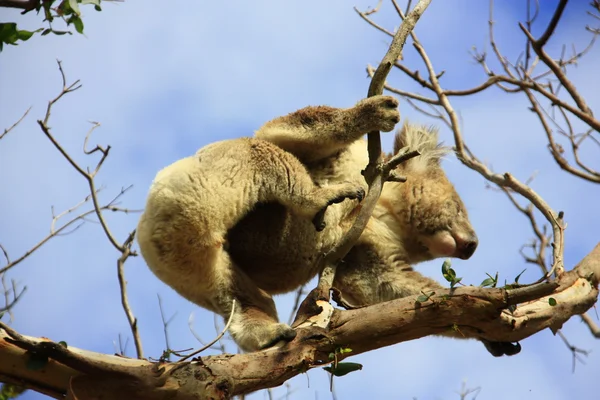 Koala — Stockfoto