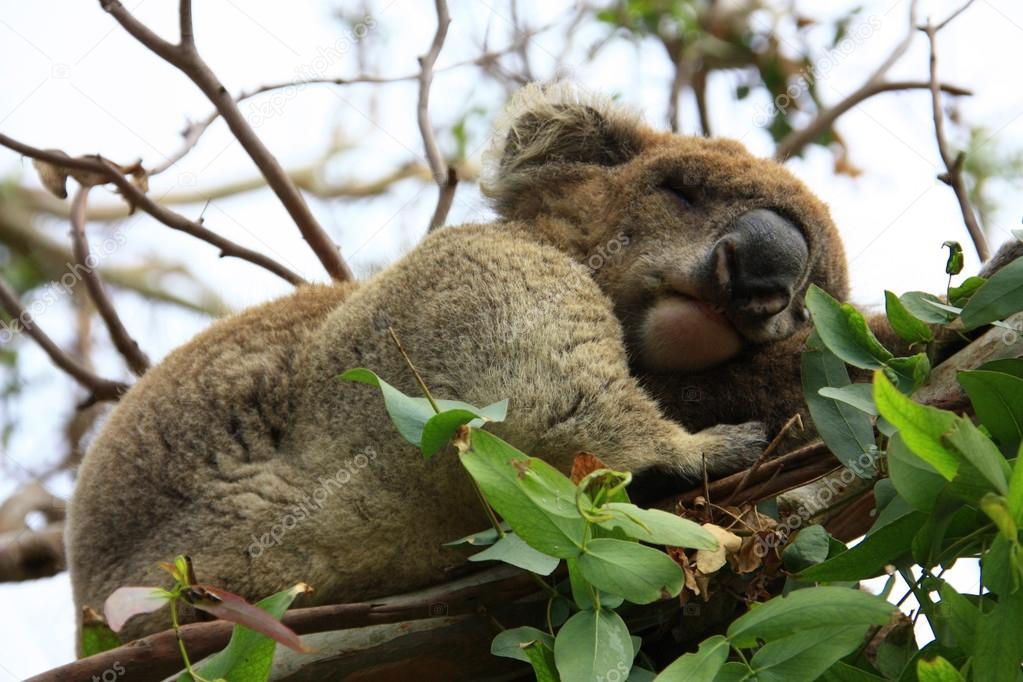 Fotos De Koala Durmiendo De Stock Koala Durmiendo Imagenes Libres De Derechos Depositphotos Fotos De Koala Durmiendo De Stock Koala Durmiendo Imagenes Libres De Derechos Depositphotos